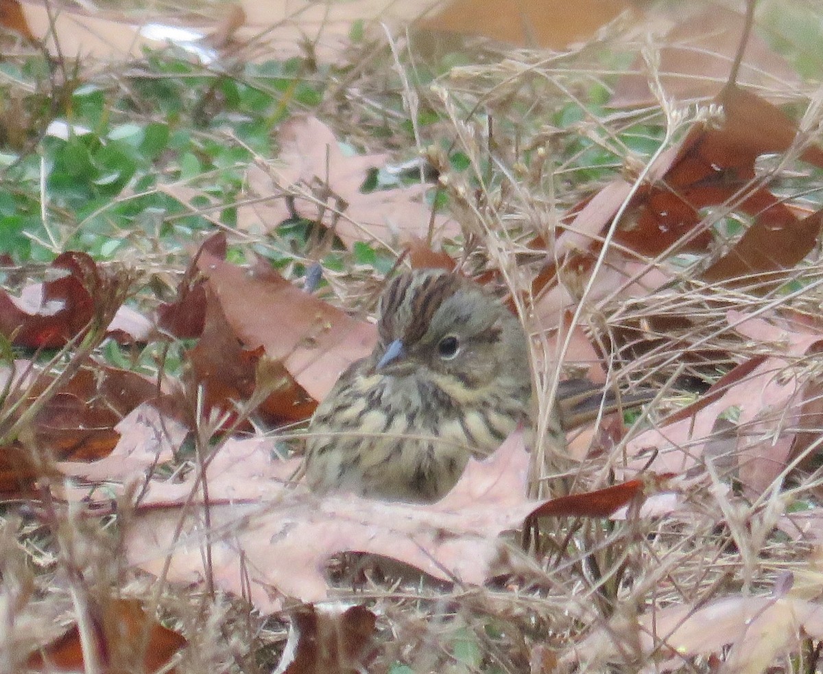 Lincoln's Sparrow - ML276508451