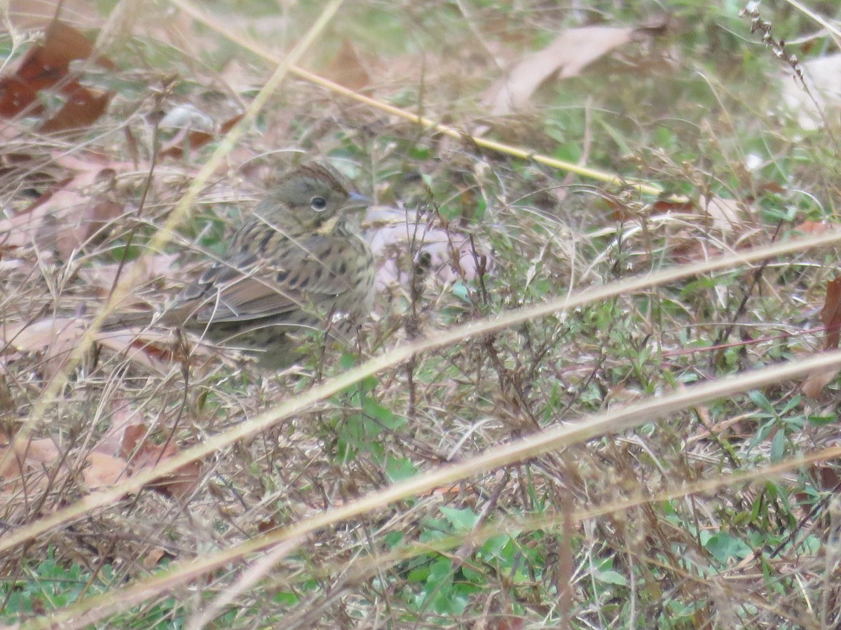 Lincoln's Sparrow - ML276508491