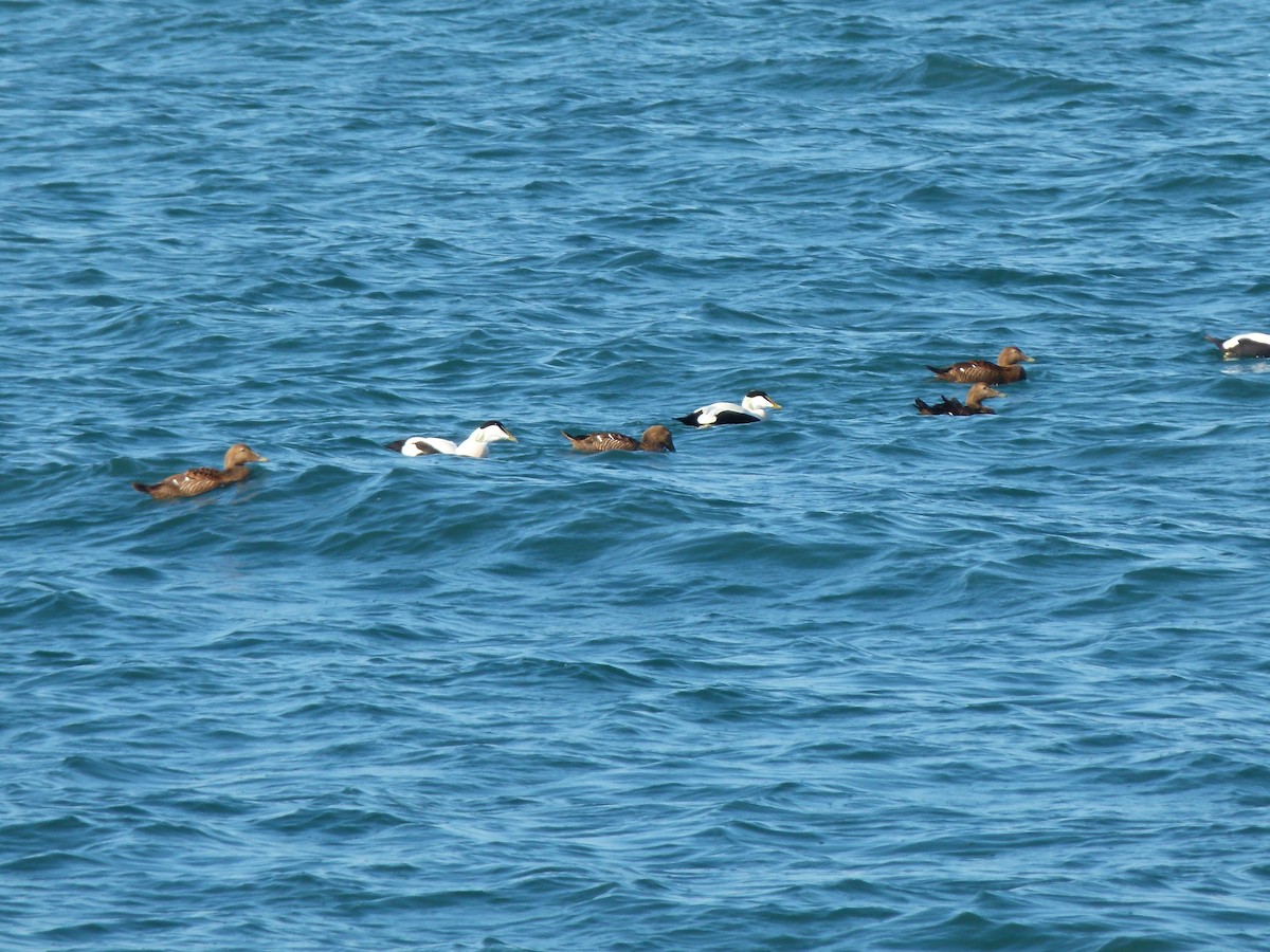 Common Eider - Gerd Schön