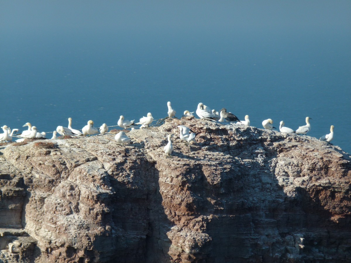 Northern Gannet - ML276509031