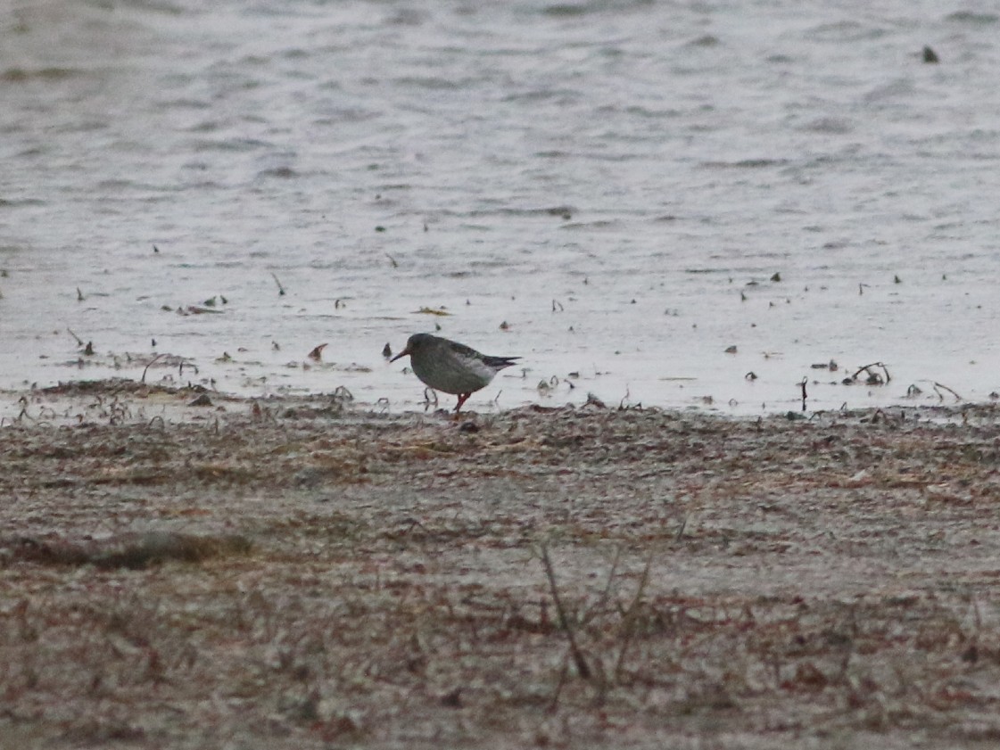 Purple Sandpiper - ML276511211