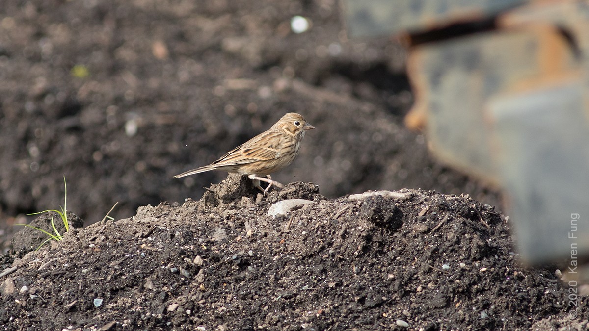 Vesper Sparrow - ML276511461