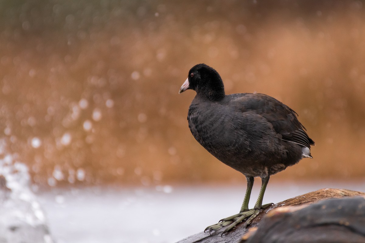 American Coot - Justin Crosby