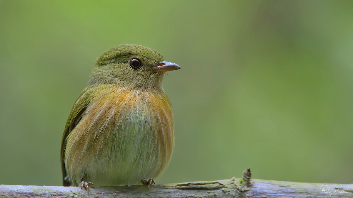 Striolated Manakin - ML276514861