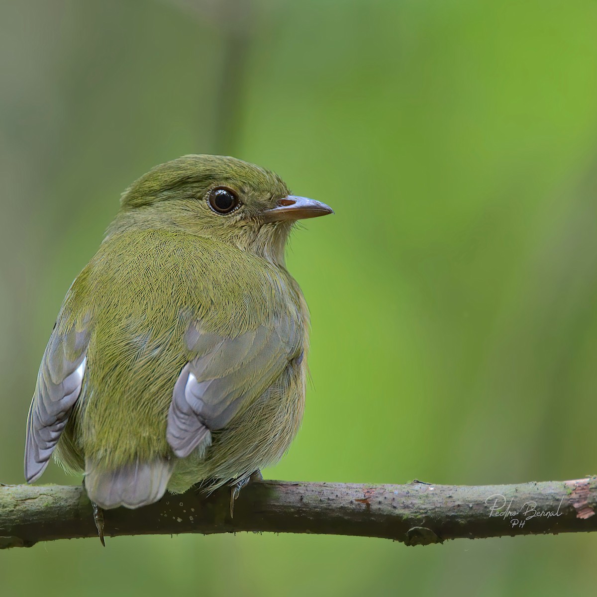 Striolated Manakin - ML276514911