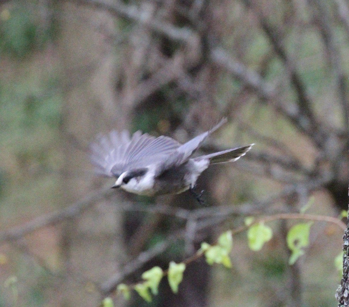 Canada Jay - ML276515821