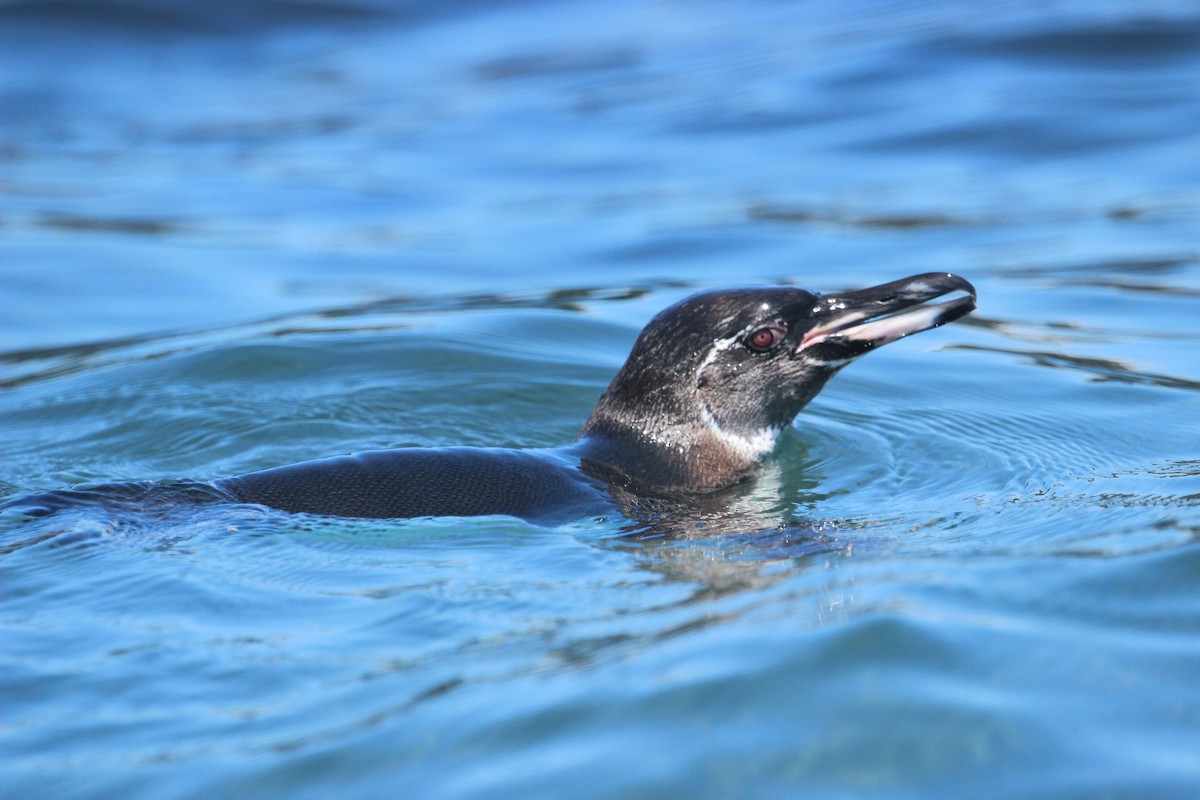 Galapagos Penguin - Chuck Gates