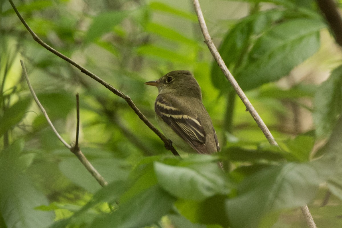 Buchenschnäppertyrann - ML27651701