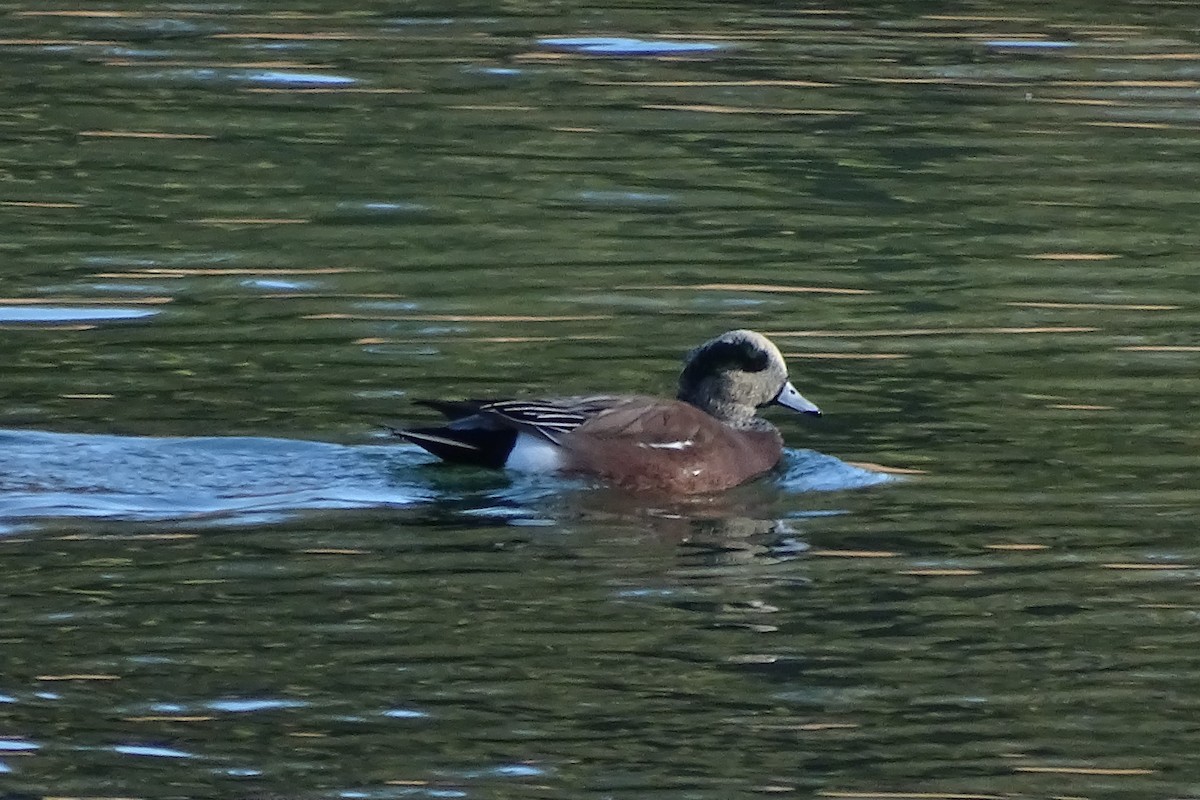 American Wigeon - Diane Rose