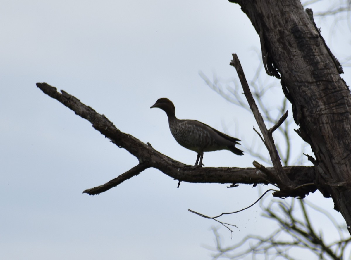 Maned Duck - ML276518021