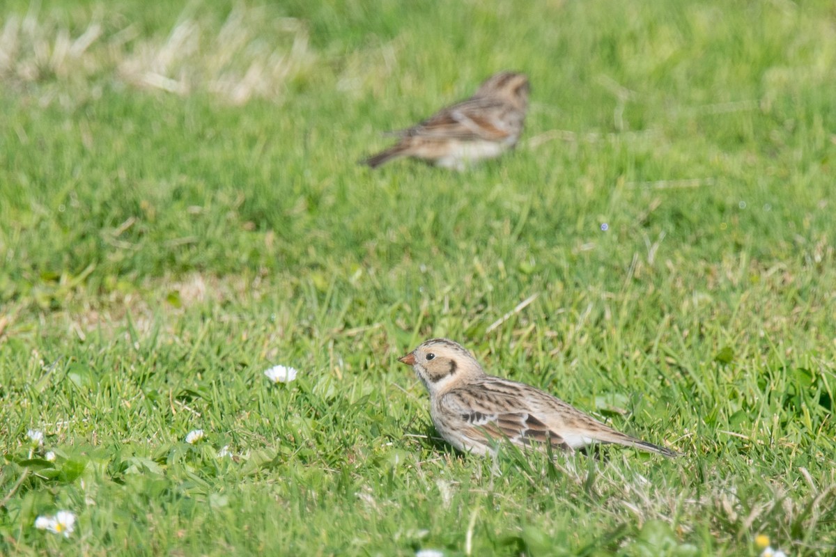 Lapland Longspur - ML276519331