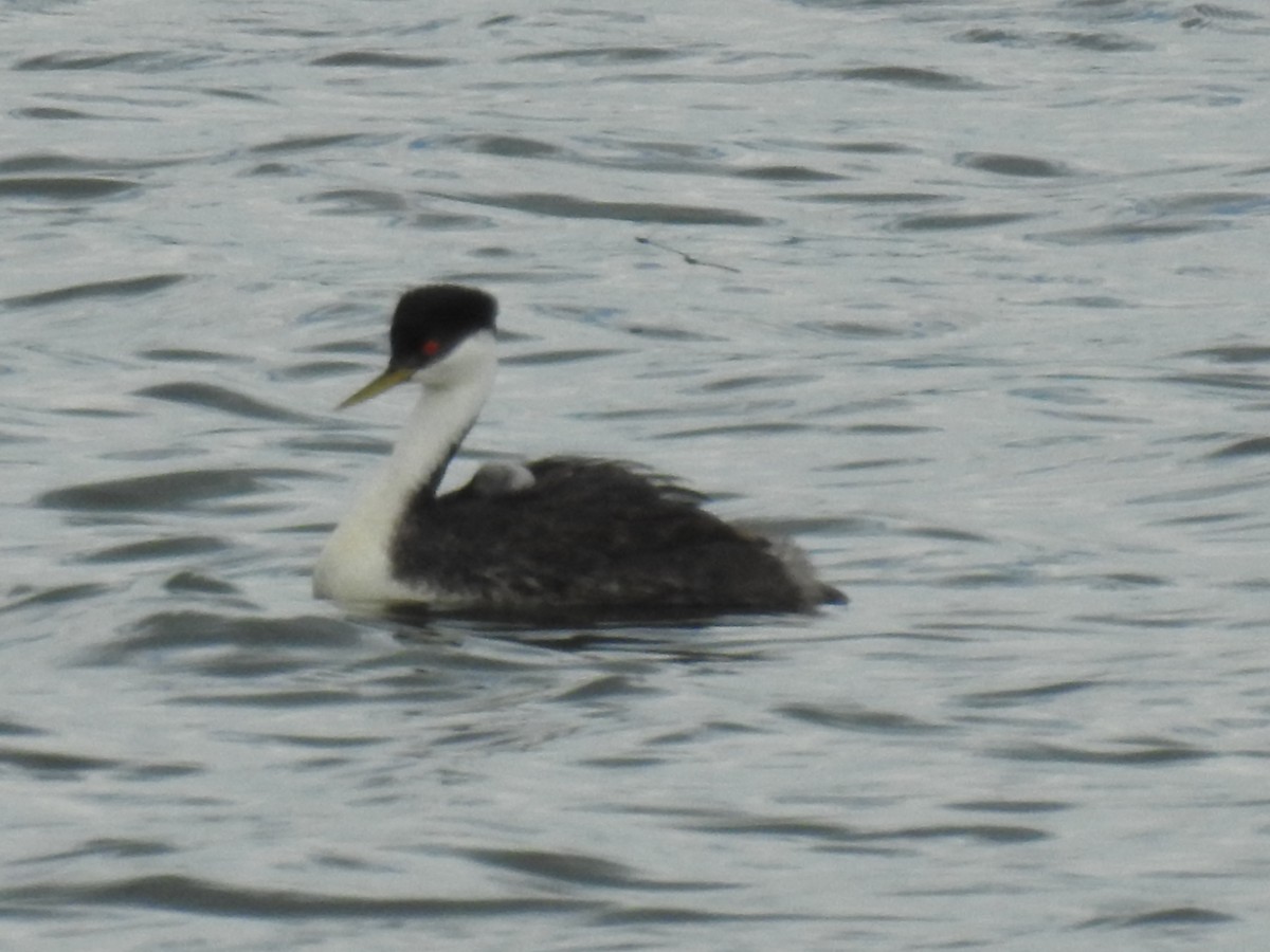 Western Grebe - ML276519721