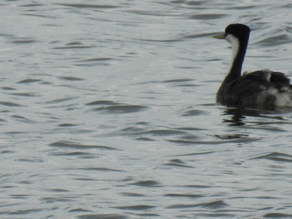 Western Grebe - ML276519771