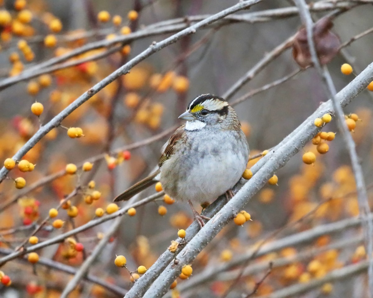 White-throated Sparrow - ML276521491