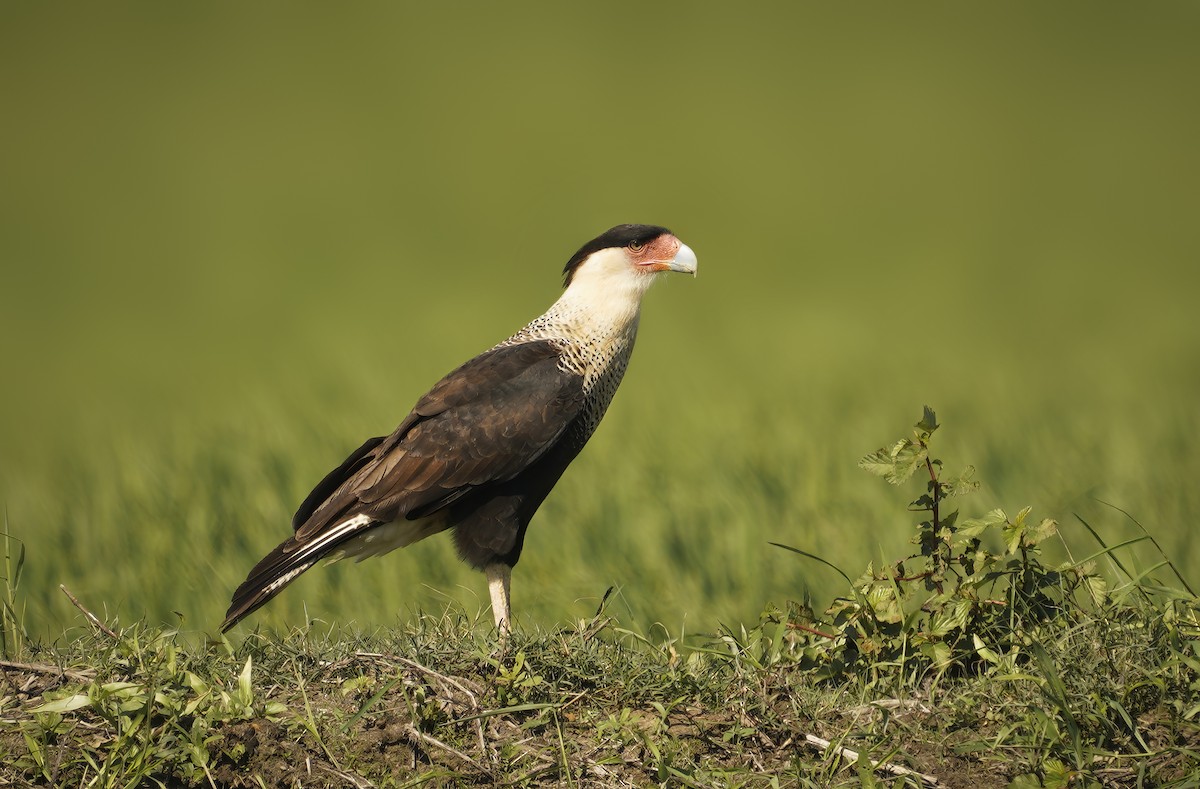 Crested Caracara (Northern) - Anonymous