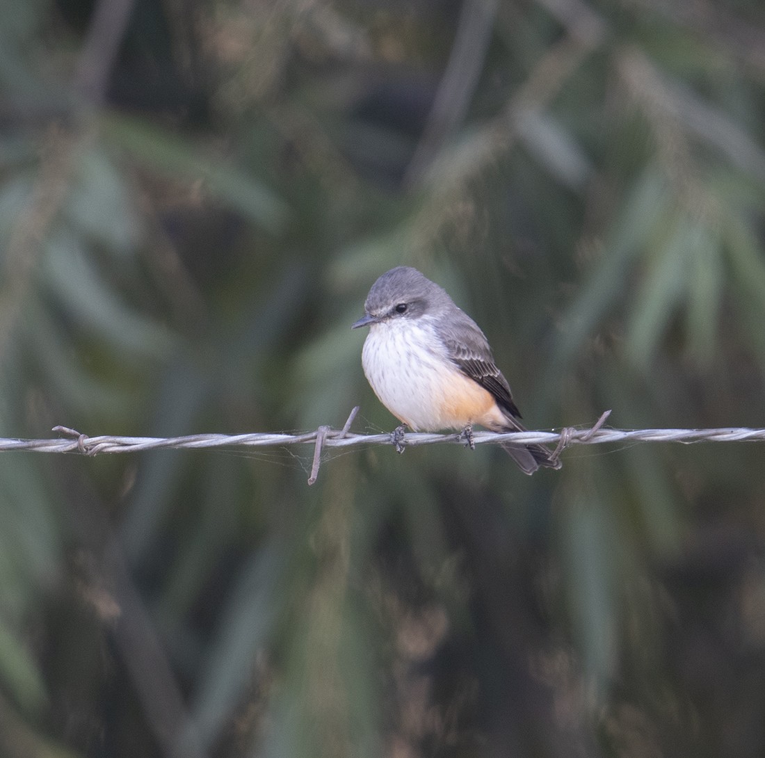 Vermilion Flycatcher - ML276522031