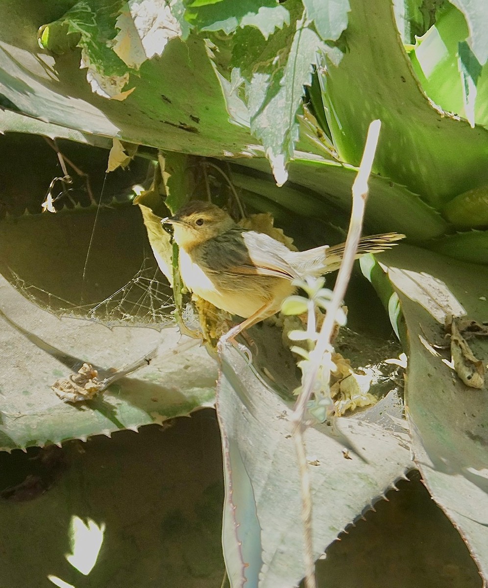 Singing Cisticola - ML276522311