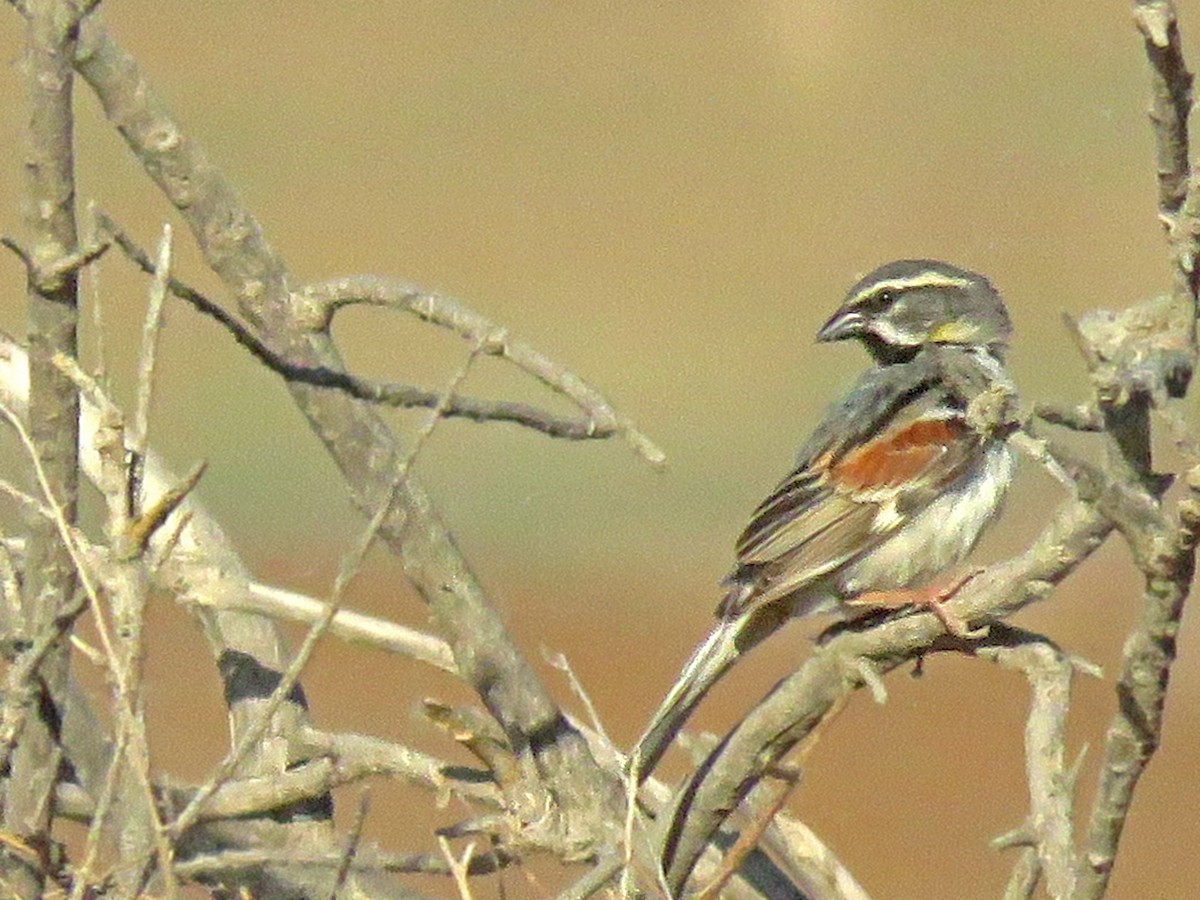 Dead Sea Sparrow - ML27652511