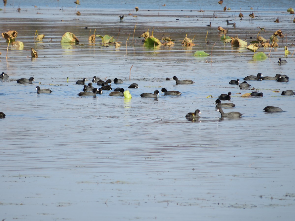 American Coot - ML276525451