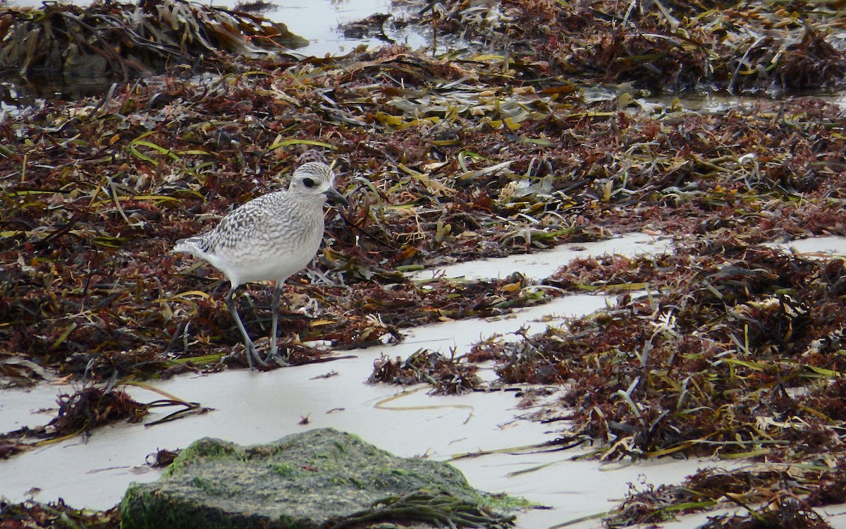 Black-bellied Plover - ML276525921