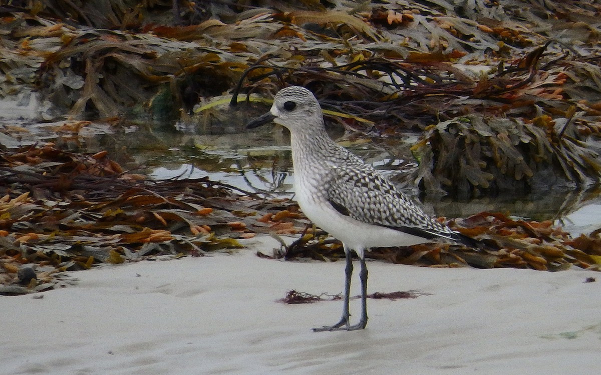 Black-bellied Plover - ML276525931