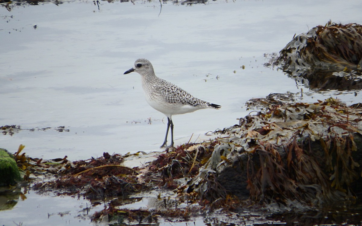 Black-bellied Plover - ML276525941