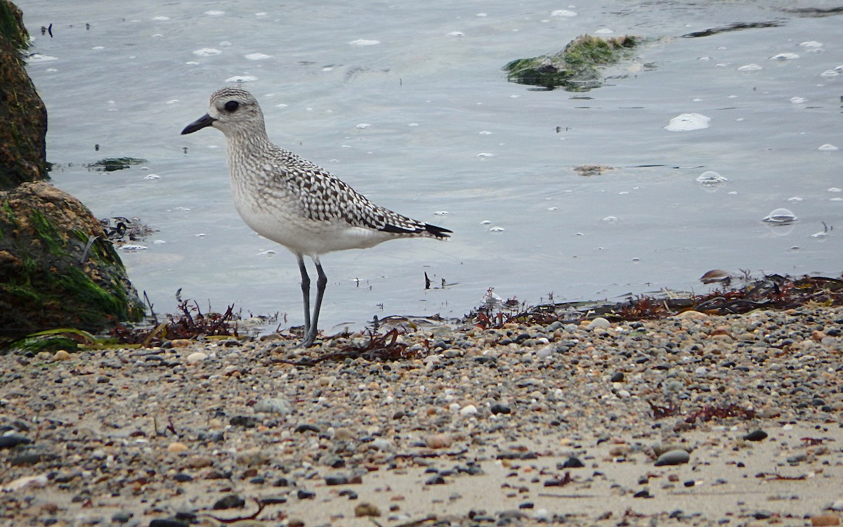 Black-bellied Plover - ML276525951