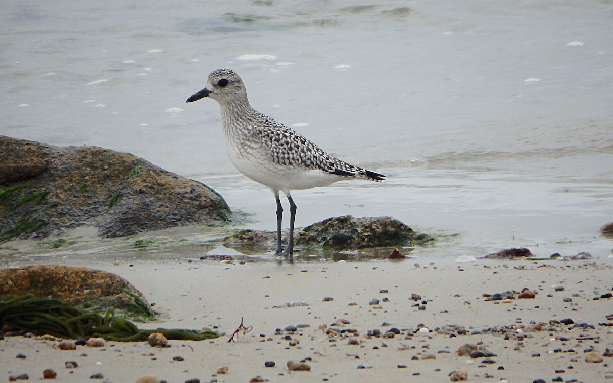 Black-bellied Plover - ML276525971