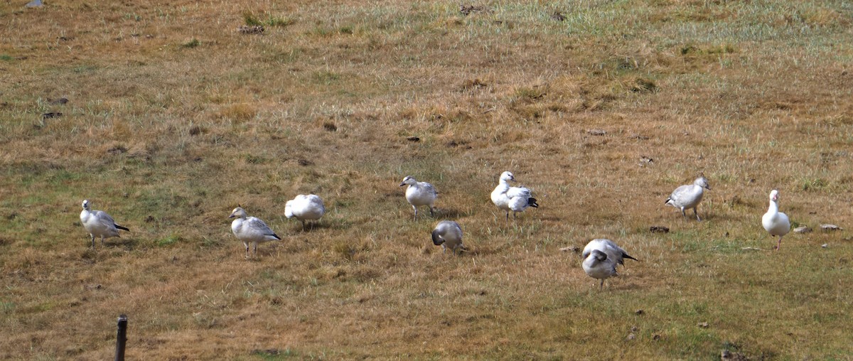 Snow Goose - Cheryl/Jeff Heikoop