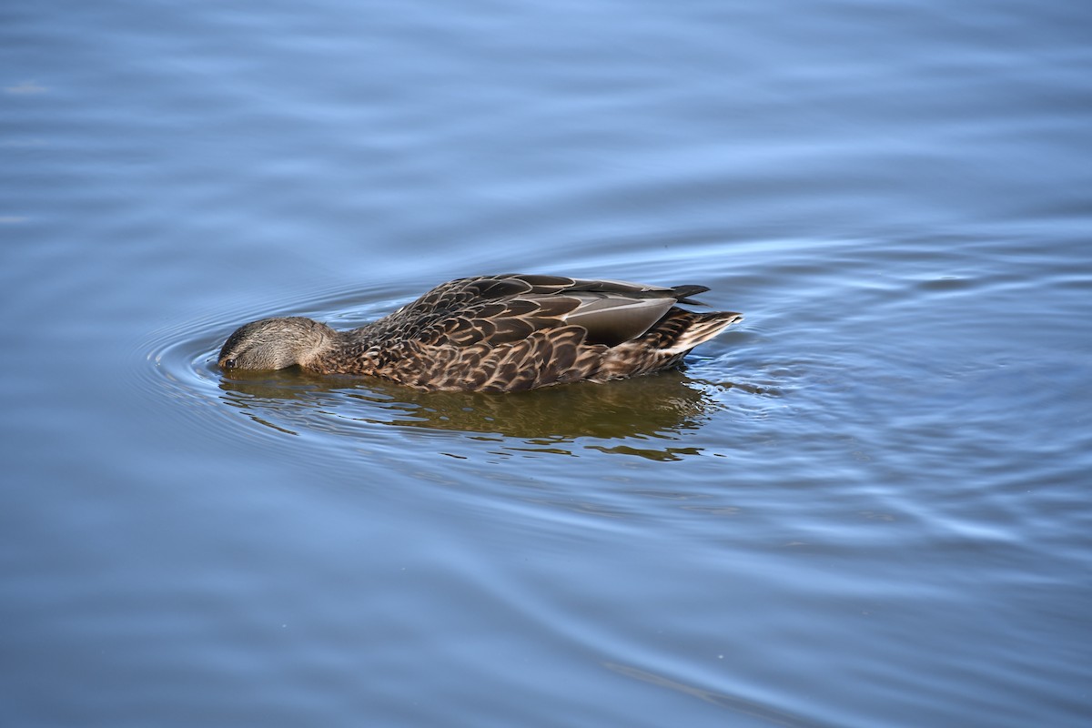 Mallard - ML276527861