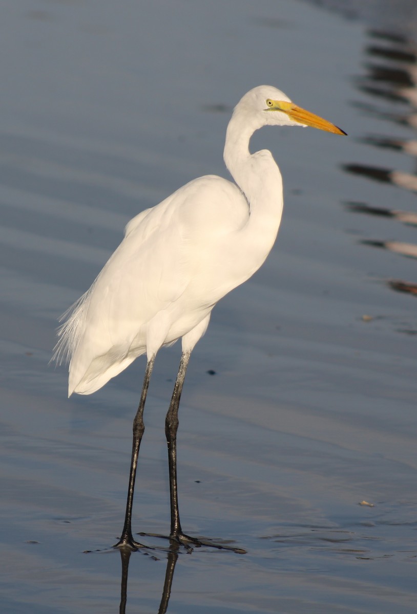 Great Egret - ML276528261