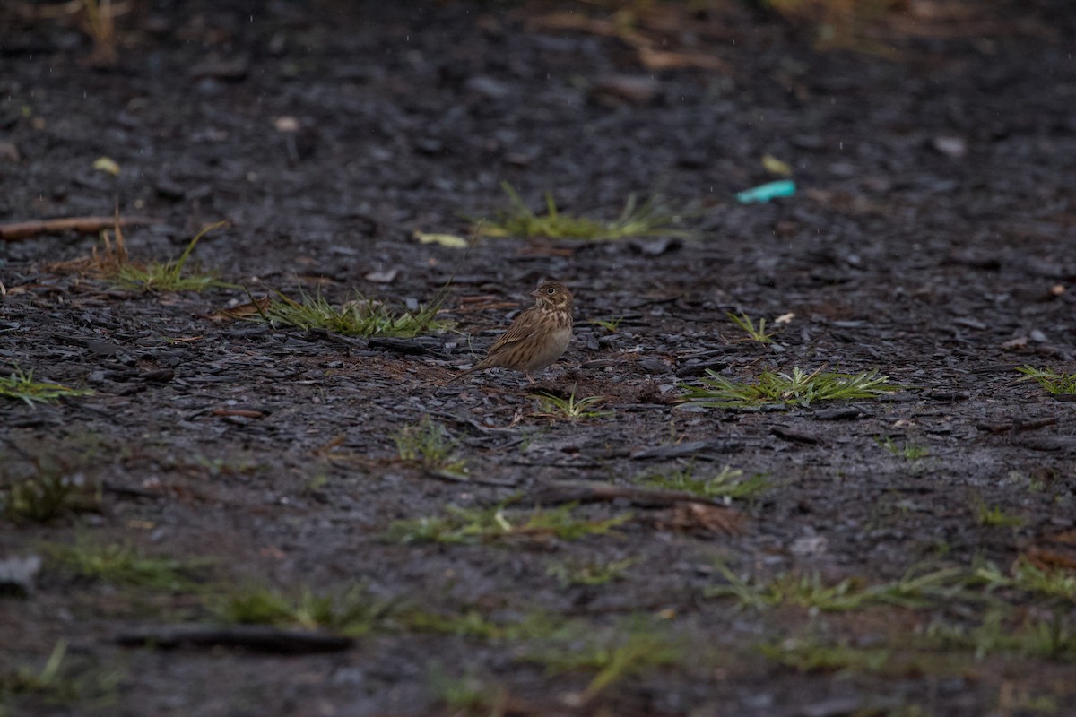 Vesper Sparrow - ML276528491