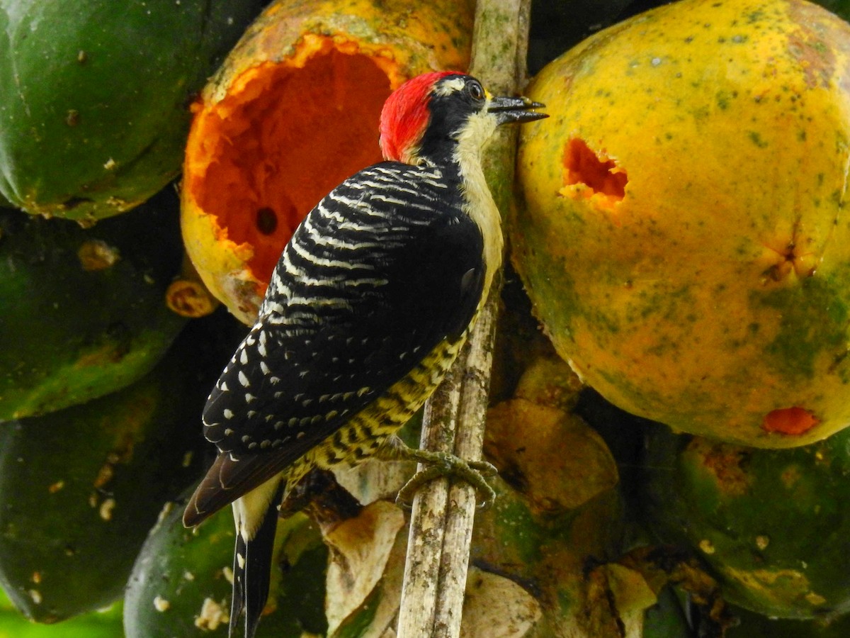 Black-cheeked Woodpecker - ML276528581