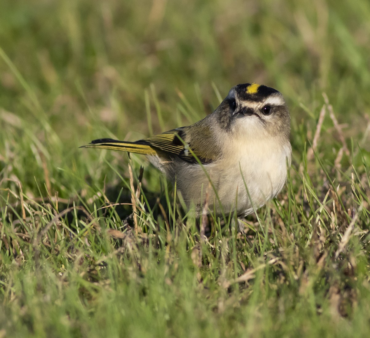 Golden-crowned Kinglet - ML276530061