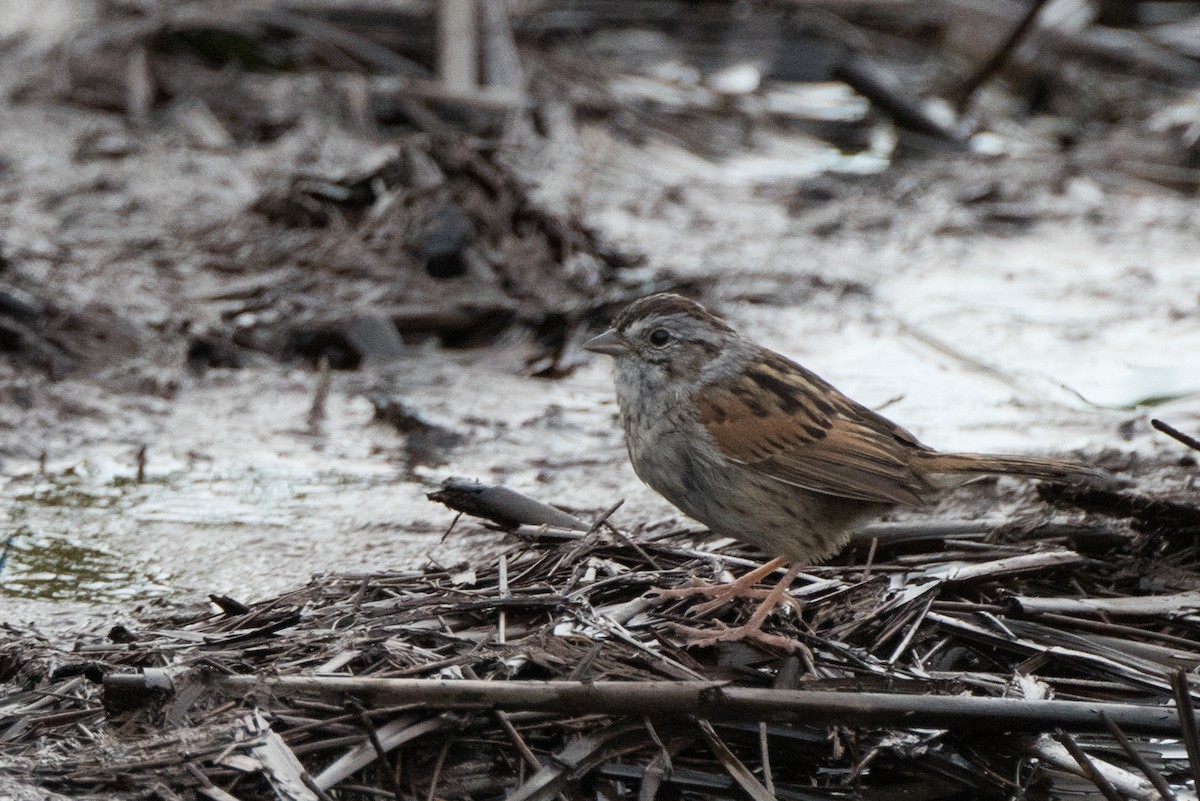 Swamp Sparrow - Chang Peng