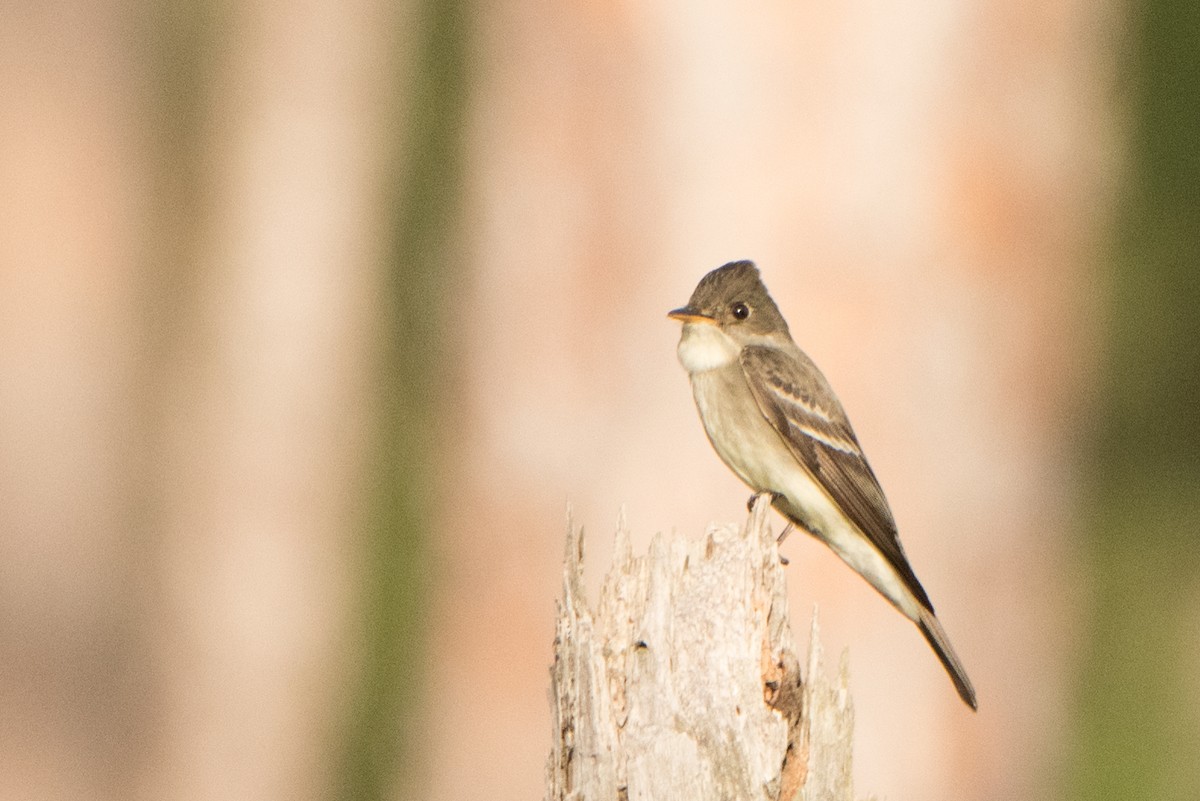 Eastern Wood-Pewee - ML27653081