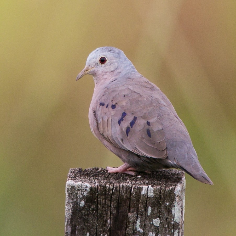 Plain-breasted Ground Dove - ML276530941