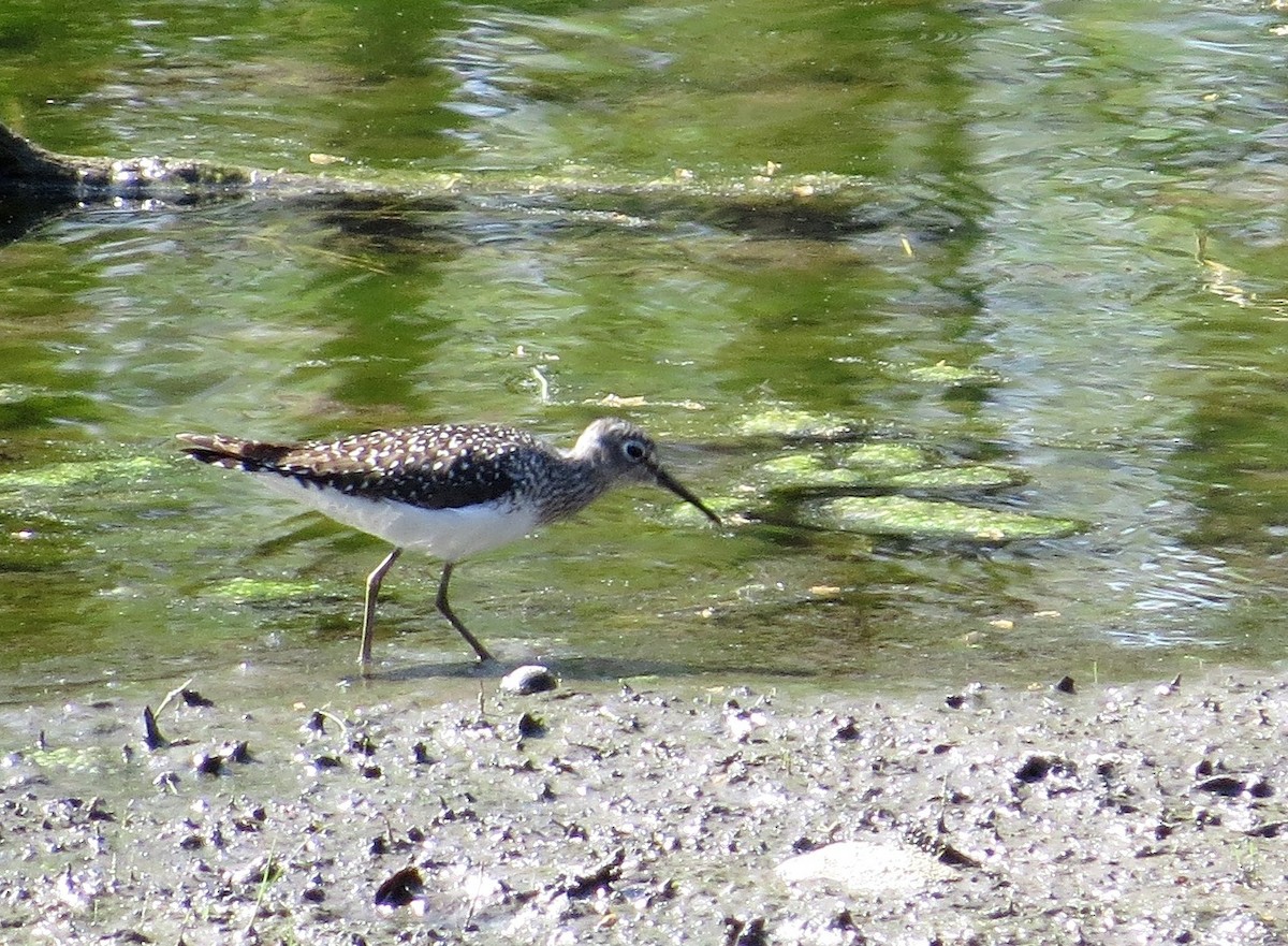 Solitary Sandpiper - ML27653121