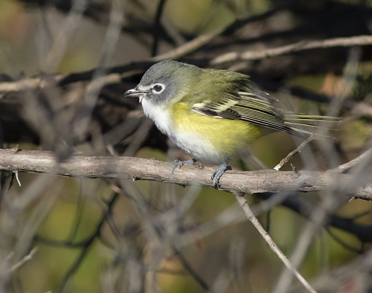 Mavi Başlı Vireo - ML276534051