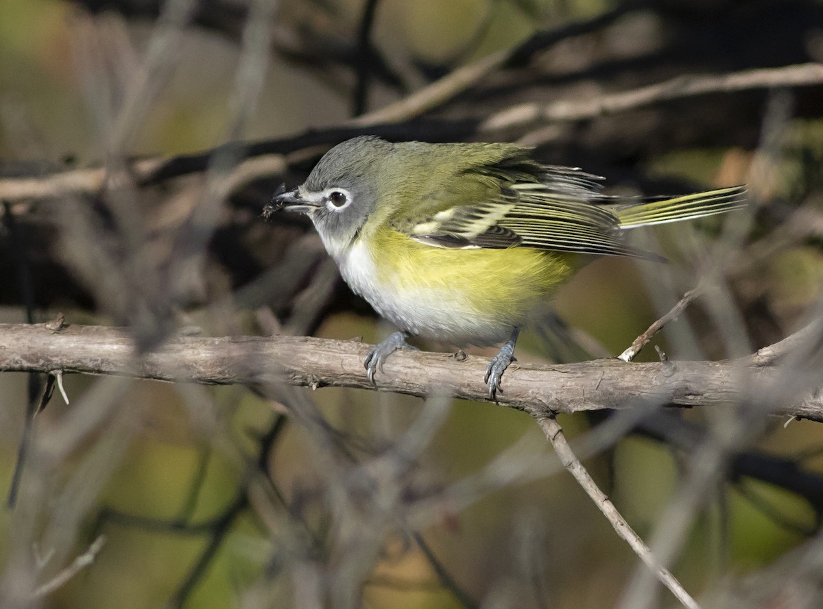 Blue-headed Vireo - ML276534071