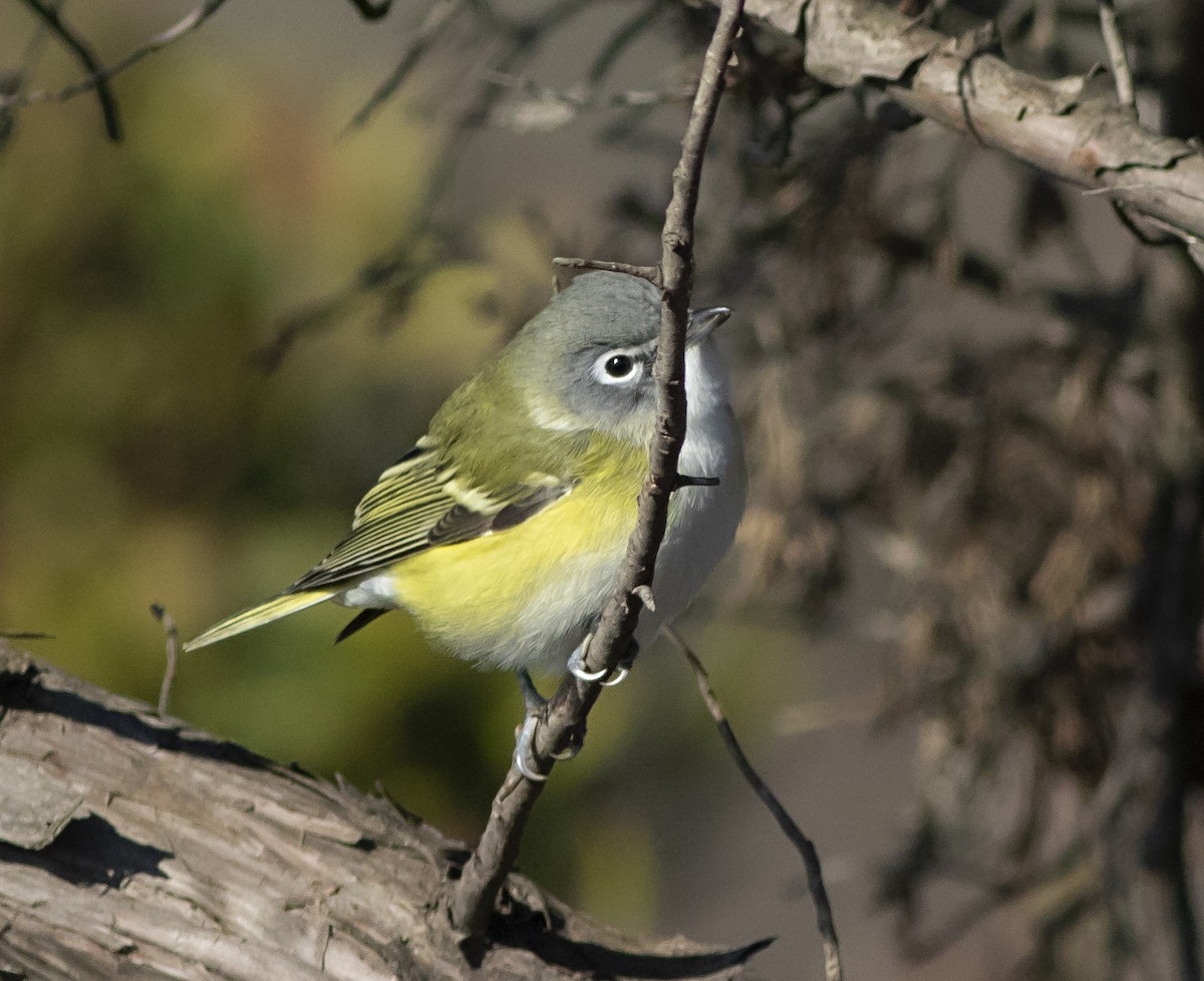 Blue-headed Vireo - ML276534081