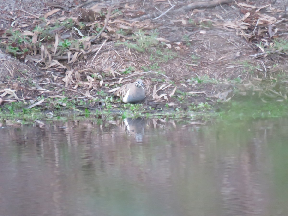 Squatter Pigeon - ML276534541