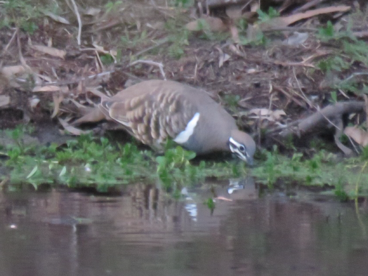 Squatter Pigeon - Madelon Lane