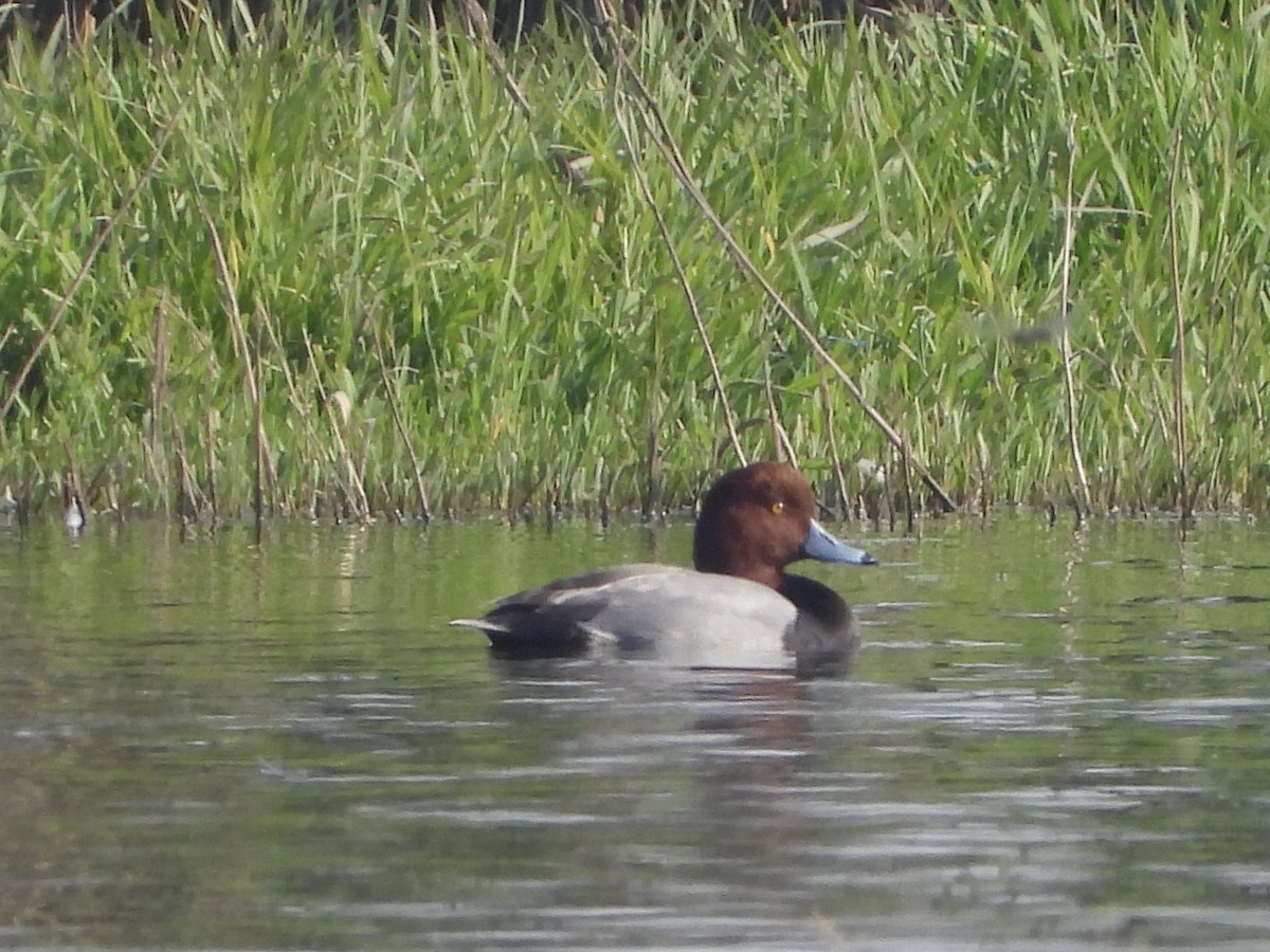 Fuligule à tête rouge - ML276535421