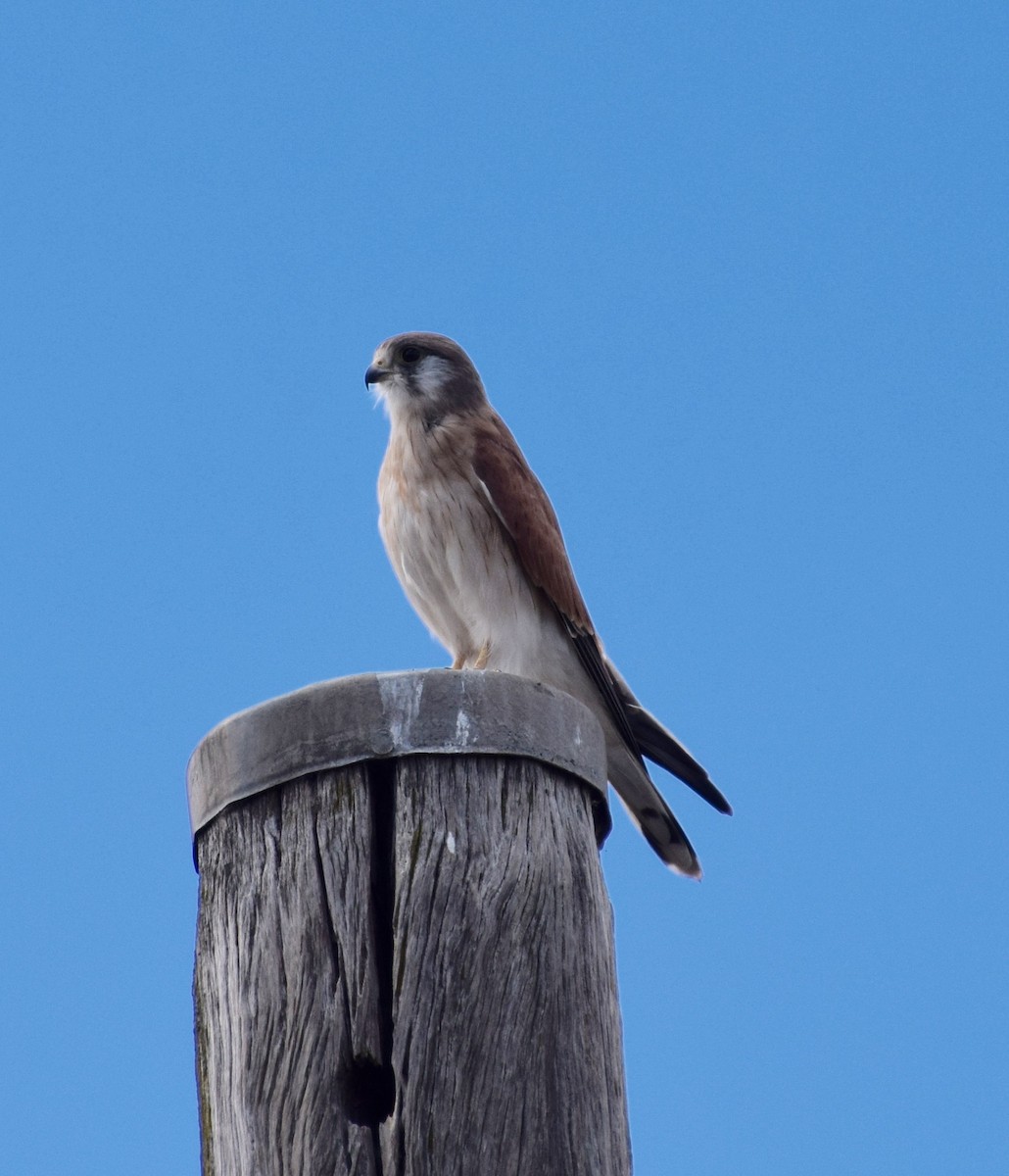 Nankeen Kestrel - ML27653681
