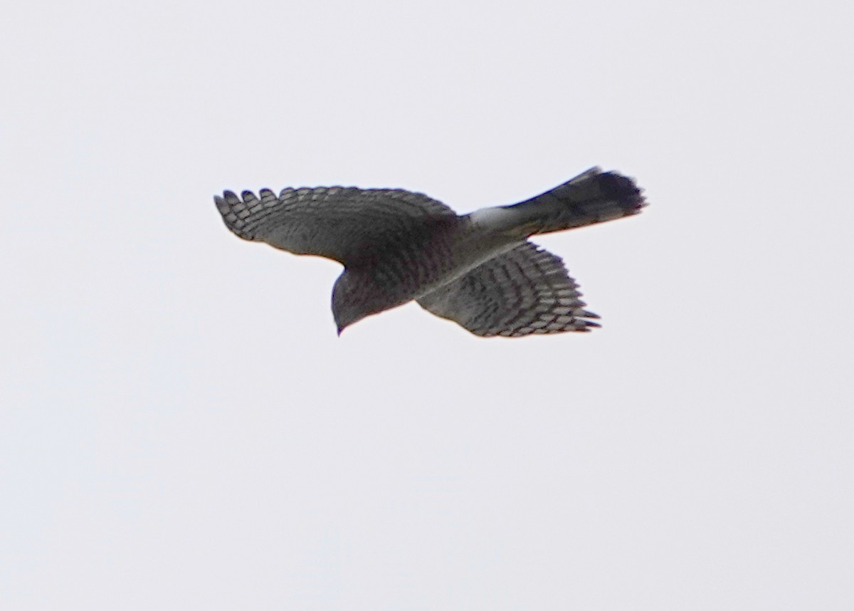 Cooper's Hawk - Peter Fang/ Gloria Smith