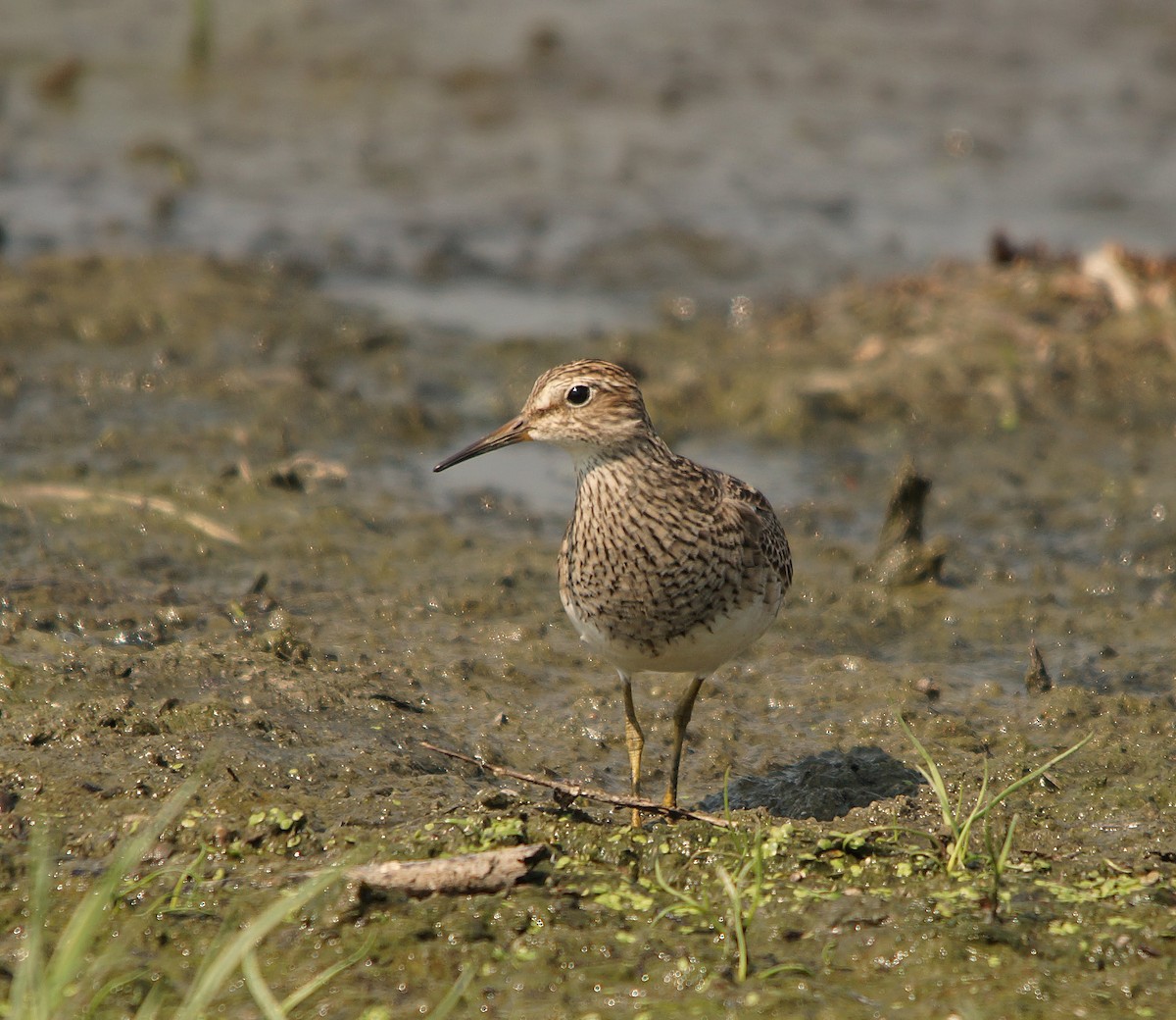 Pectoral Sandpiper - ML276540531