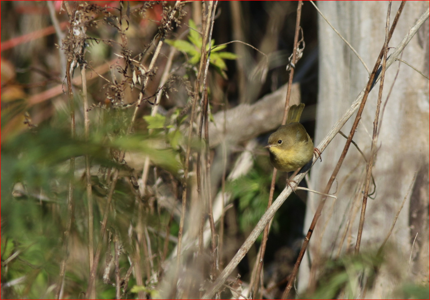 Common Yellowthroat - ML276541101