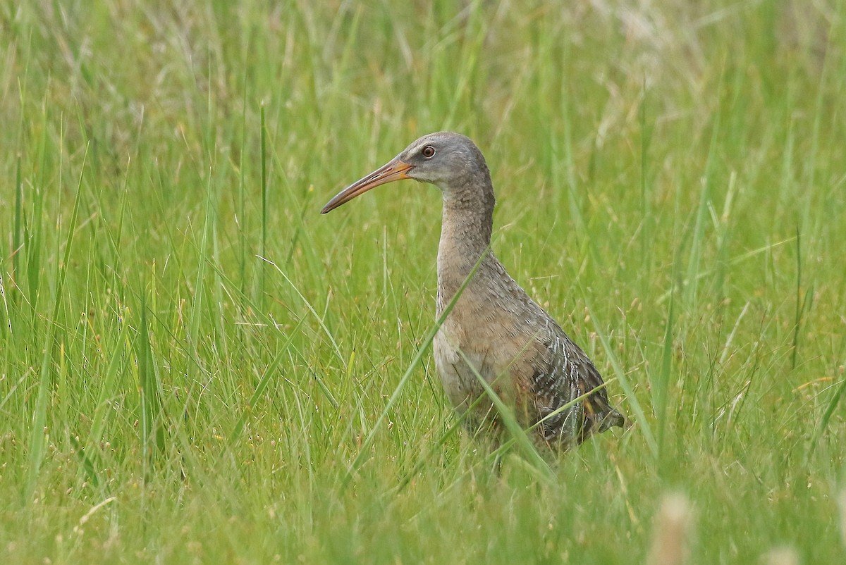 Clapper Rail - ML276542261