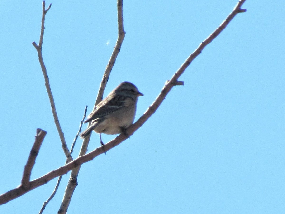 American Tree Sparrow - ML276542651